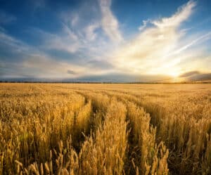 PAC política agraria comun AREA asesoria agraria Zaragoza