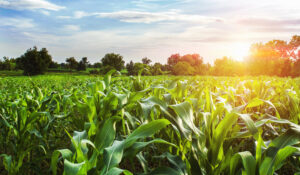 AREA ASESORIA AGRARIA ZARAGOZA AYUDAS PAC