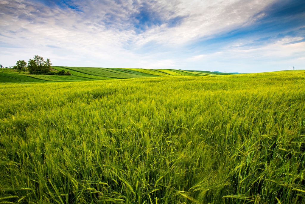 countryside field sunny day countryside